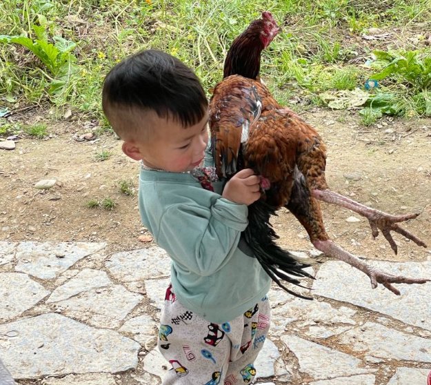 1 ster Beter-leven kippen hebben een shitleven